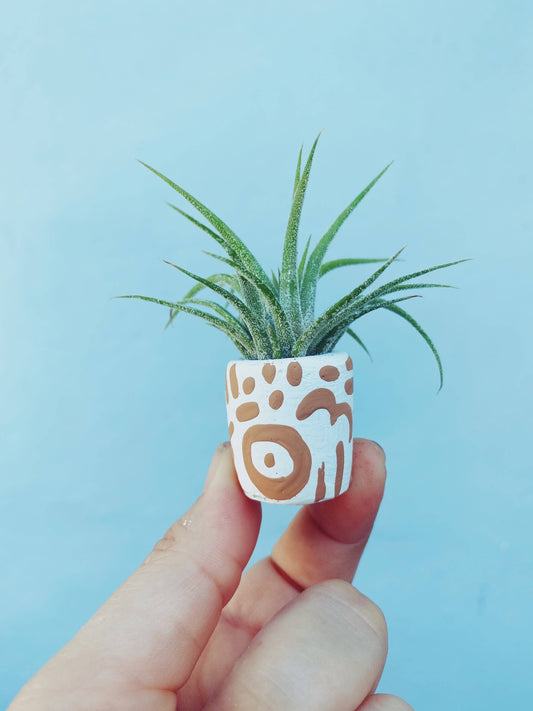 Mini Plant